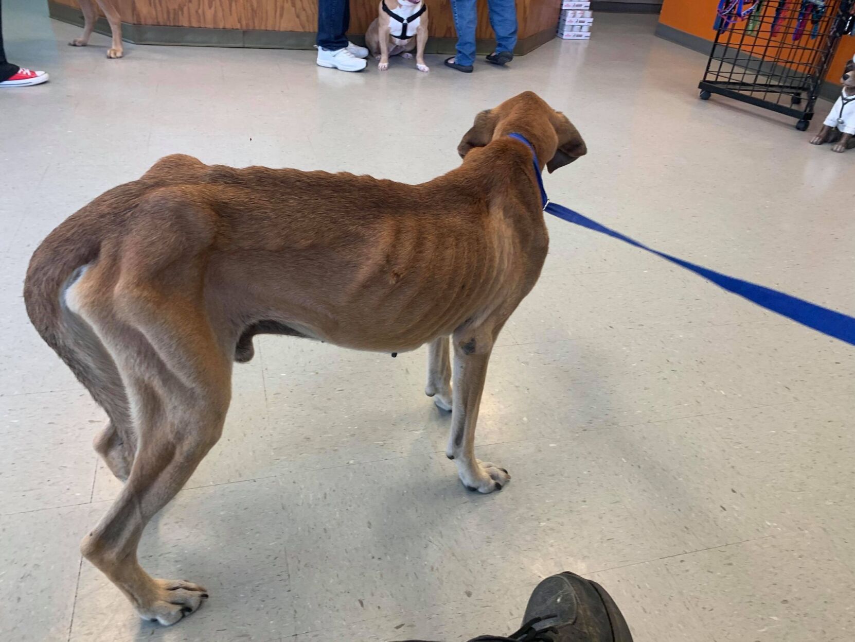 Animal control officers find dog suffering malnutrition, ask community for help